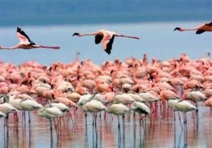 نجات میانکاله با فناوری