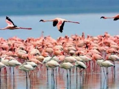 نجات میانکاله با فناوری