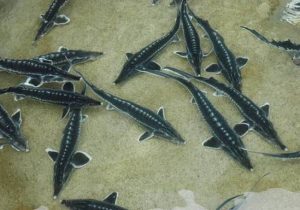 اقتصاد محلی نفسی تازه گرفت