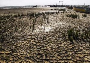 میانکاله از پای درآمد!