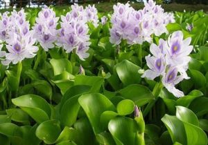 زیبای مرگبار