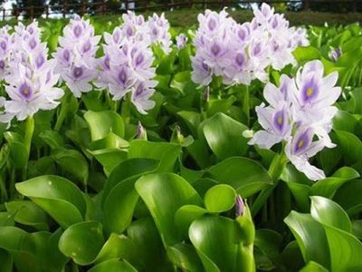 زیبای مرگبار