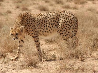 ضربان حیات یوزپلنگ آسیایی کُند می‌زند