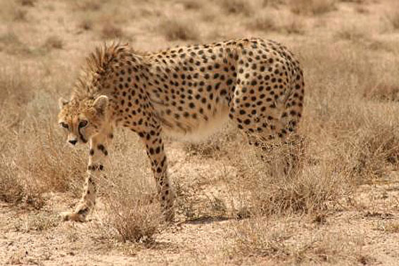 ضربان حیات یوزپلنگ آسیایی کُند می‌زند