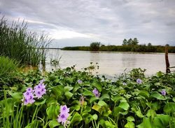 غده سرطانی آب‌بندان‌های مازندران