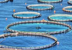 مازندران پیشرو در پرورش ماهی در قفس