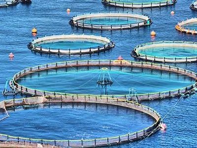 مازندران پیشرو در پرورش ماهی در قفس