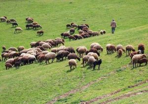 زندگی در مسیر کوچ