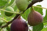 انجیر، سرمایه شیرین گلوگاه