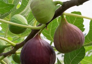 انجیر، سرمایه شیرین گلوگاه