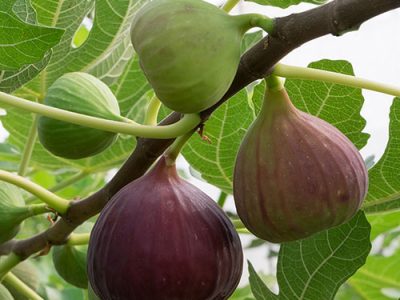 انجیر، سرمایه شیرین گلوگاه
