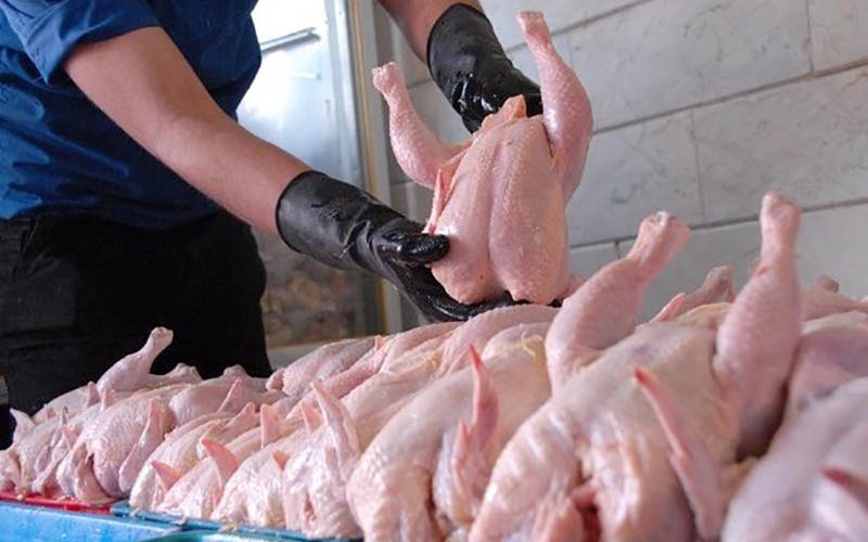 قیمت مرغ در مازندران کاهشی شد