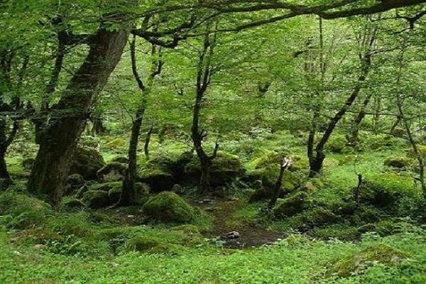 تهیه برنامه پنج ساله فنی- حفاظتی مدیریت پایدار جنگل های هیرکانی