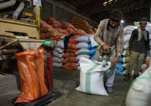 دولت مفت‌تر از دلال می‌خرد| بازار گرمی دستوری برنج