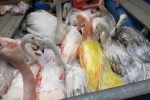 سرکرده قاچاق پرندگان جویبار دستگیر شد/پرندگان به استان اصفهان منتقل می‌شدند