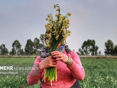 جلوه گری بهاری گل نرگس در دشت های زمستانه مازندران