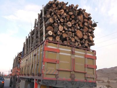 جنگل های غرب مازندران کلافه از استمرار افزایش قاچاق چوب