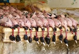 ادامه نگرانی شهروندان مازنی از خرید و فروش پرندگان در برخی شهرهای شمالی/ محیط زیست استان: بازار فروش پرندگان‌ زنده در مازندران تعطیل است