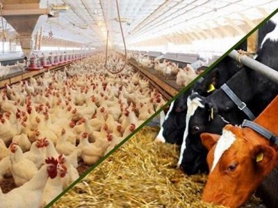 دامداران و مرغداران توان تامین هزینه های تولید را ندارند