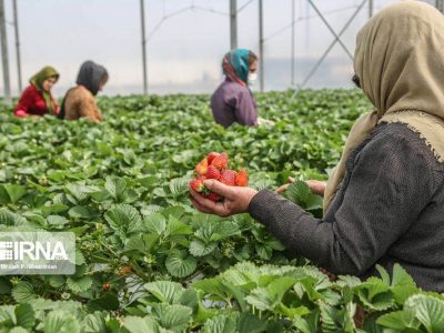 توجه ویژه دولت به کمیته امداد/ اشتغالزایی برای ۷۵۷۱ مددجوی مازندرانی