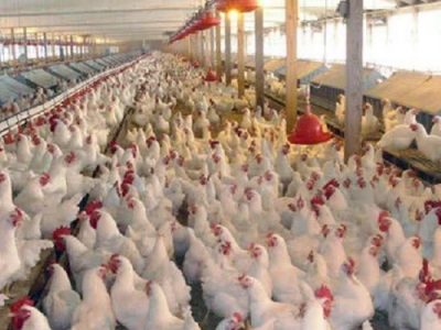 تکاپوی تولیدکنندگان مرغ برای بازار نوروزی و ماه رمضان