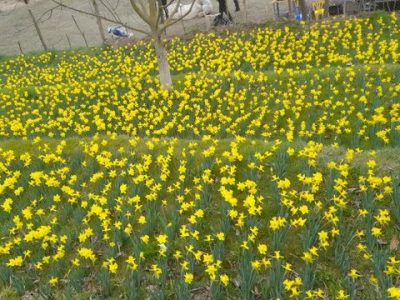 نرگس‌های طلایی ماسال در راه بازار ایران