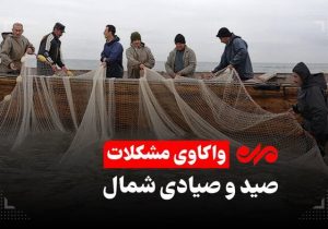 فصل ماهی چِرِم در مازندران/تورهای ماهیگیران پُر و دست ها خالی است
