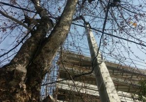 قطع سرشاخه درختان برای کاهش تلفات و پایدارسازی شبکه برق/ هرس درختان برای پایداری شبکه برق اصولی نیست