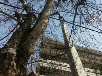 قطع سرشاخه درختان برای کاهش تلفات و پایدارسازی شبکه برق/ هرس درختان برای پایداری شبکه برق اصولی نیست