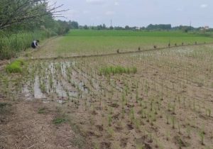 تهدید خشکسالی برای ۸۰ هزار هکتار از شالیزارهای ساری و میاندورود