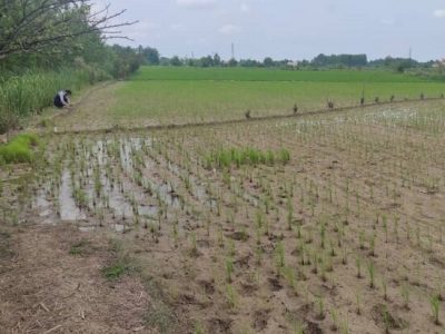 تهدید خشکسالی برای ۸۰ هزار هکتار از شالیزارهای ساری و میاندورود