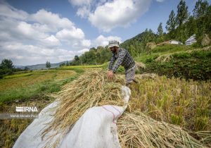 ۱۰ هزار تن برنج مازاد برنجکاران گیلان خریداری شد