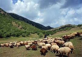 دامداران غیرمجاز به جان مراتع افتادند
