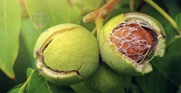 آغوزکل تا دار سَر دَرِه؛ صد نَفِر وِه رِه کَتِل زنِنه