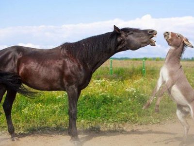 اسب هدائه خر هایته خشالی جه پر هایته