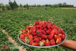 دلبری توت فرنگی مازندران