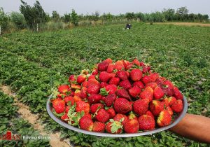 دلبری توت فرنگی مازندران