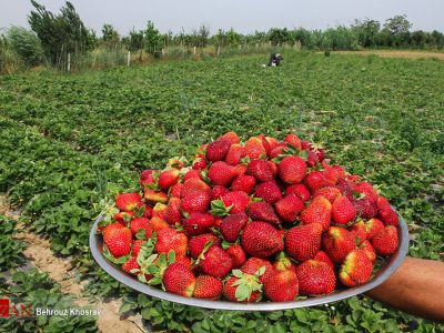 دلبری توت فرنگی مازندران