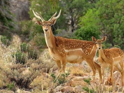 نبض حیات در زیستگاه گوزن زرد میتپد