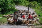 دلم در کوه، پیشِ گلههاست