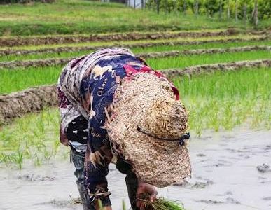 بانوانی که امید می‌کارند
