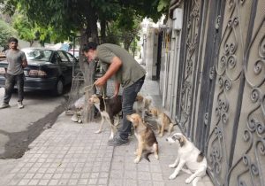ساماندهی سگهای بلاصاحب در ساری