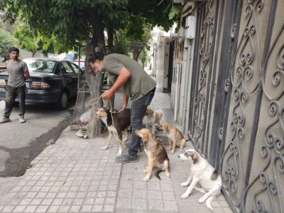 ساماندهی سگهای بلاصاحب در ساری