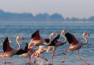 پرواز را به خاطر بسپار